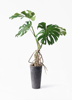 monstera-neagari-252_1.jpg?