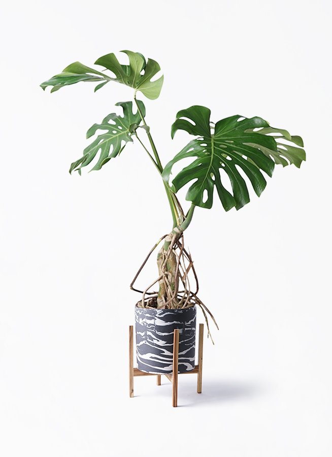 モンステラ 根あがり | 観葉植物通販 Hitohana（ひとはな）