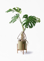 monstera-neagari-248_1.jpg?