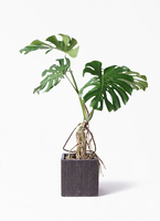 monstera-neagari-226_1.jpg?