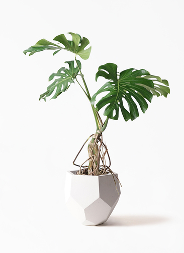 monstera-neagari-221_1.jpg?