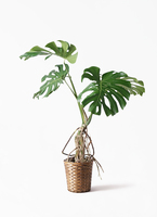 monstera-neagari-223_1.jpg?