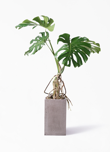 観葉植物 モンステラ 8号 根あがり セドナロング グレイ 付き | 観葉