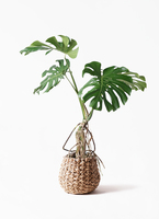 ⑥　モンステラ　根上がり　8号特大苗木最高等級極上品‼️ monstera-neagari-212_1.jpg?