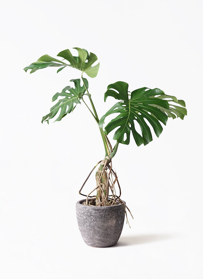 観葉植物 モンステラ 8号 根あがり プラスチック鉢 | 観葉植物