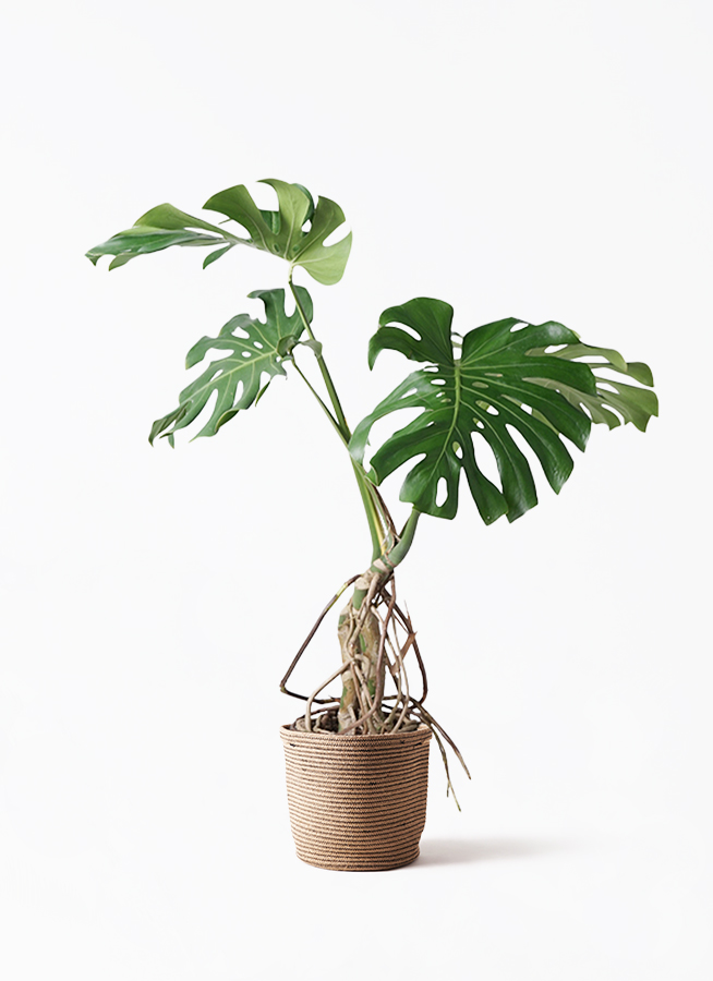 モンステラ 観葉植物 中型 モンステラ 鉢皿付 陶器鉢 W16S | 移転祝い 開店