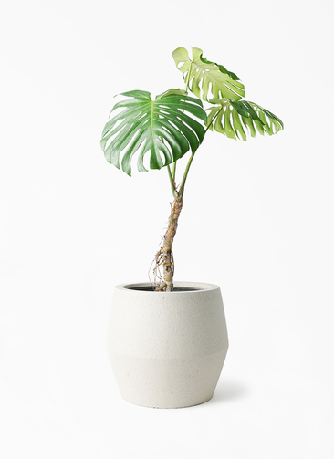 ④高さ約85㎝葉の切れ込みも綺麗で幹上がり根上がりのモンステラ7号鉢 monstera-neagari-204_1.jpg?