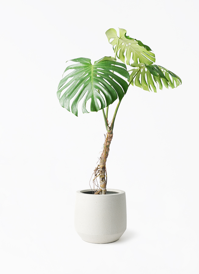 モンステラ 7号 | 観葉植物 | インテリアやギフトに - Hitohana（ひと