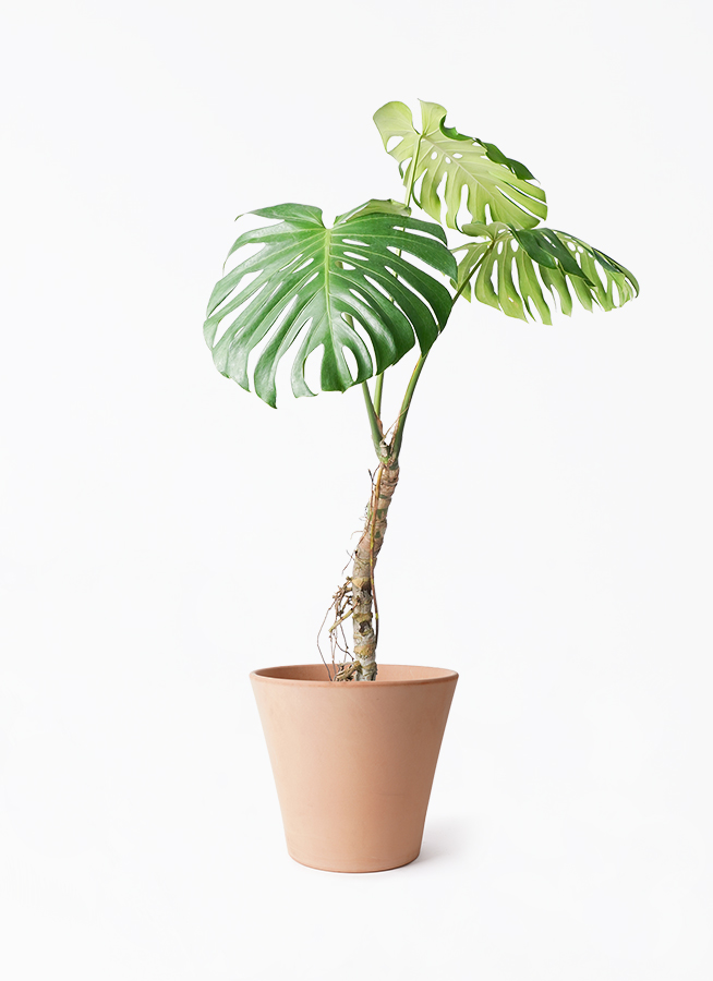 monstera-neagari-202_1.jpg?