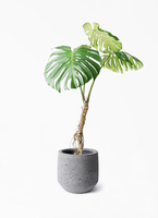 monstera-neagari-200_1.jpg?