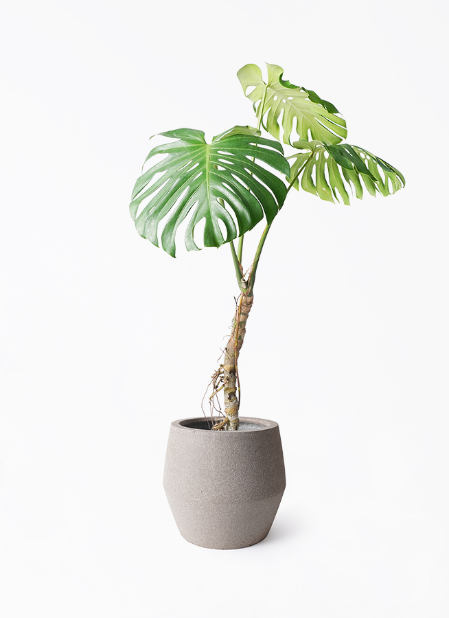根上がりのモンステラ♡7号♡おしゃれ♡立派♡観葉植物 アート