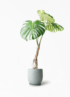 monstera-neagari-193_1.jpg?