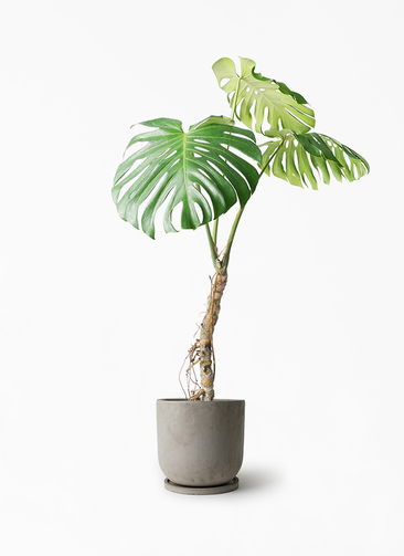 ①根上り幹上がりタイプで葉の切れ込みも綺麗なモンステラ7号鉢 monstera-neagari-190_1.jpg?