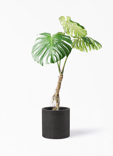 monstera-neagari-185_1.jpg?