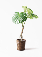 monstera-neagari-181_1.jpg?