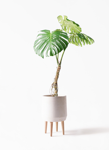 monstera-neagari-179_1.jpg?