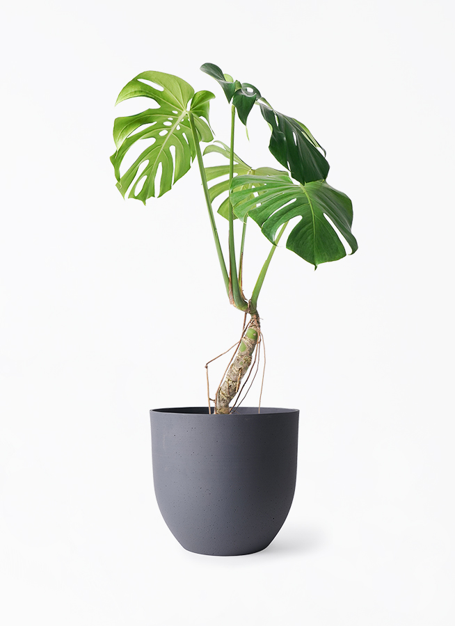 モンステラ 6号 根あがり | 観葉植物通販HitoHana(ひとはな)