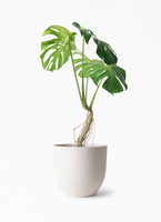 monstera-neagari-175_1.jpg?