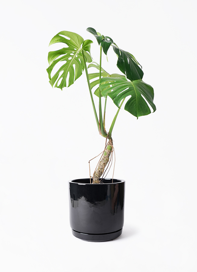 monstera-neagari-166_1.jpg?