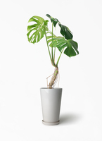 monstera-neagari-161_1.jpg?