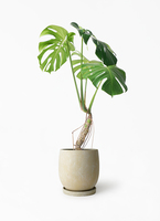 monstera-neagari-159_1.jpg?