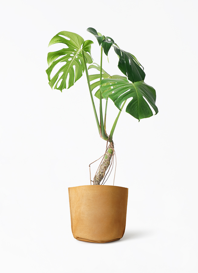観葉植物 モンステラ 6号 根あがり レザーポット ブラウン 付き | 観葉