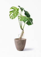 monstera-neagari-147_1.jpg?