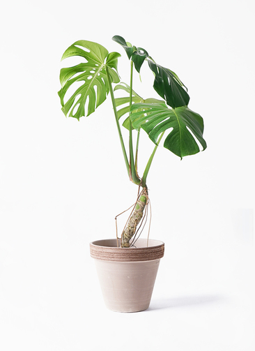 monstera-neagari-149_1.jpg?
