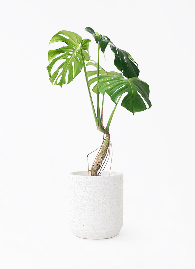 モンステラ 6号 根あがり | 観葉植物通販HitoHana(ひとはな)
