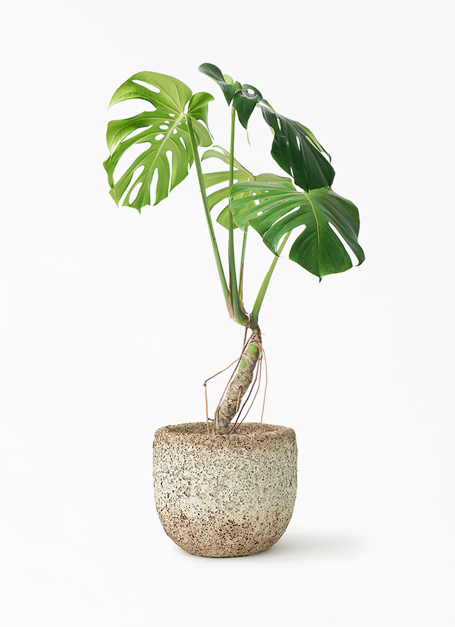 お値段サービス！モンステラ 幹や根に注目ください観葉植物