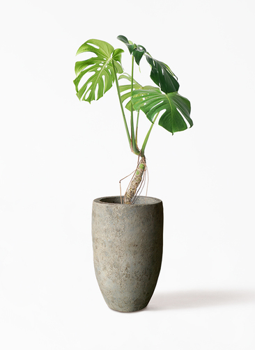 monstera-neagari-143_1.jpg?