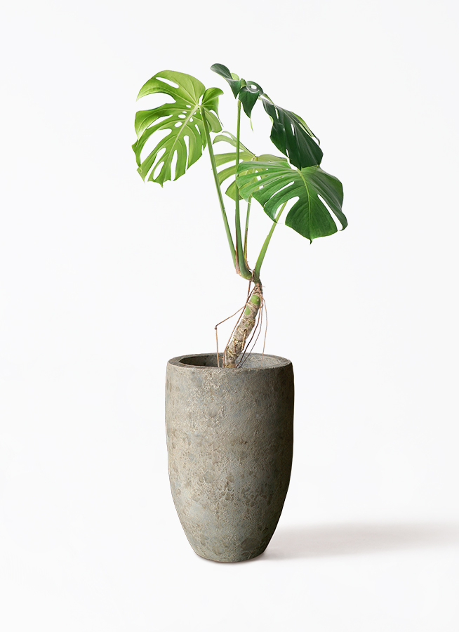 観葉植物 モンステラ 6号 根あがり Sheer Pot (シアーポット) 付き
