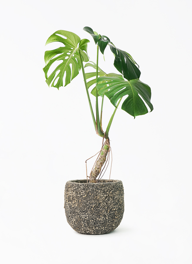 観葉植物 モンステラ 6号 根あがり Coral Pot (コーラルポット