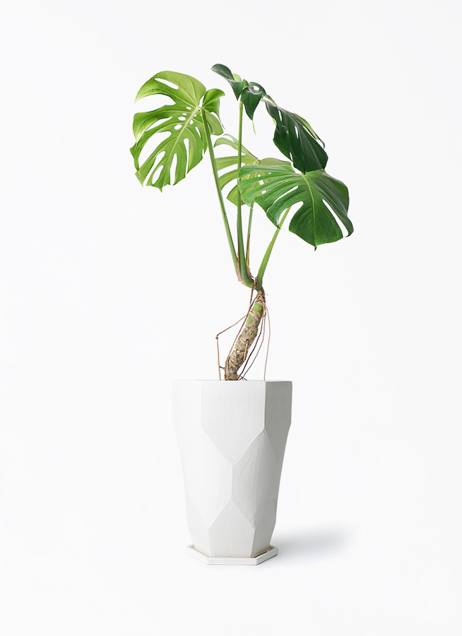 モンステラ 6号 根あがり | 観葉植物通販HitoHana(ひとはな)