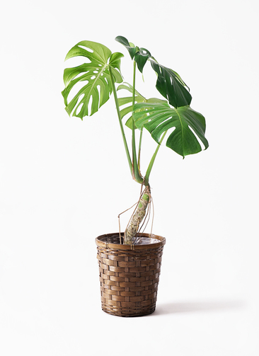 monstera-neagari-138_1.jpg?
