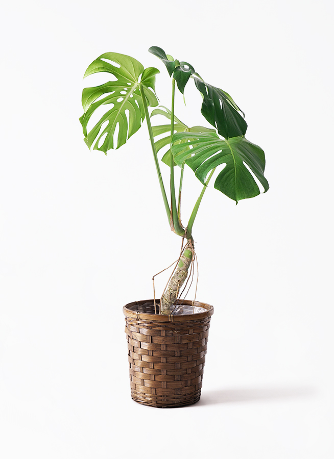 monstera-neagari-138_1.jpg?