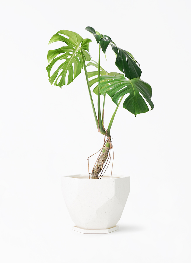 monstera-neagari-139_1.jpg?