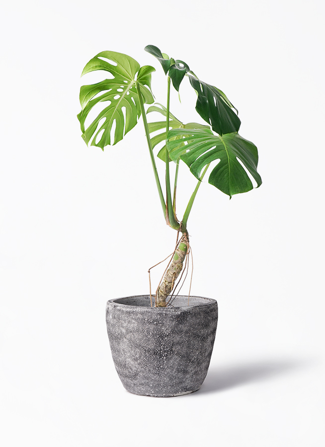観葉植物 モンステラ 6号 根あがり アルマ ミドル 付き | 観葉植物なら