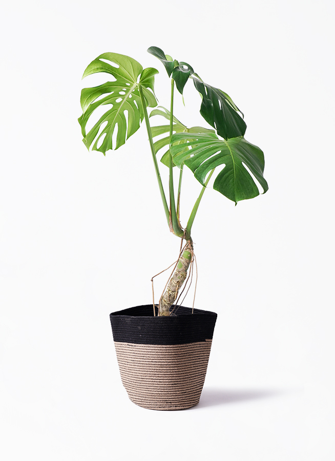 観葉植物 モンステラ 6号 根あがり プラスチック鉢 | 観葉植物なら