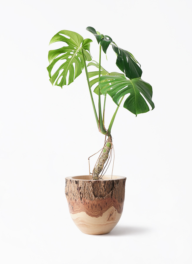 観葉植物 モンステラ 6号 根あがり 竹バスケット 付き | 観葉植物なら