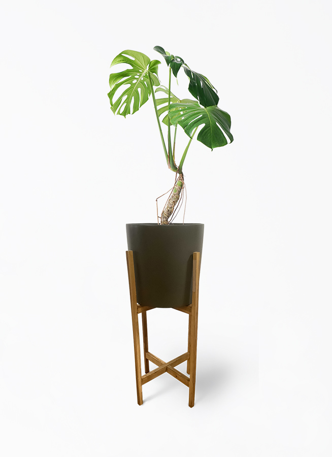 観葉植物 モンステラ 6号 根あがり ラウンド 付き | 観葉植物