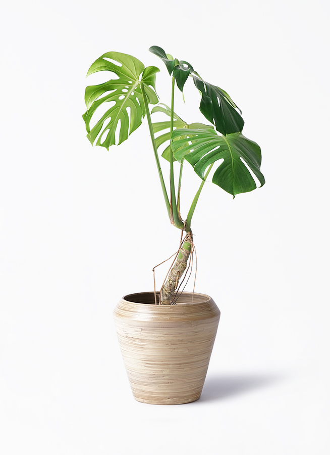 観葉植物 モンステラ 6号 根あがり ラウンド 付き | 観葉植物