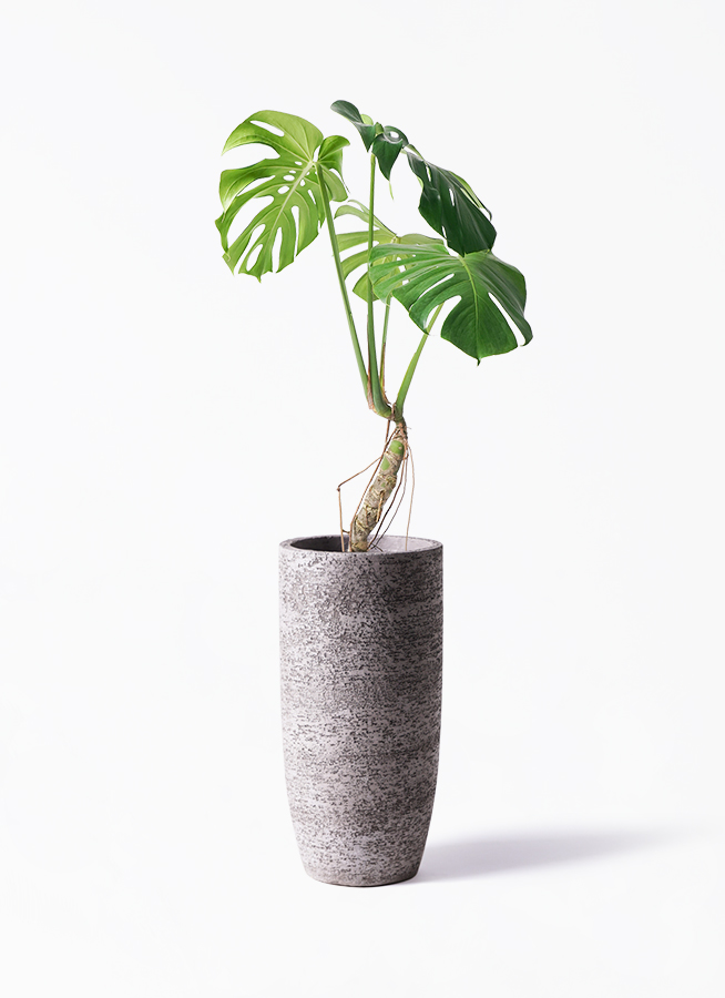 根上がり 幹立ち モンステラ 7号 大株 - 観葉植物
