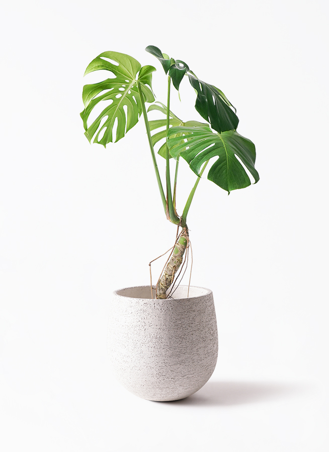 モンステラ 6号 根あがり | 観葉植物通販HitoHana(ひとはな)