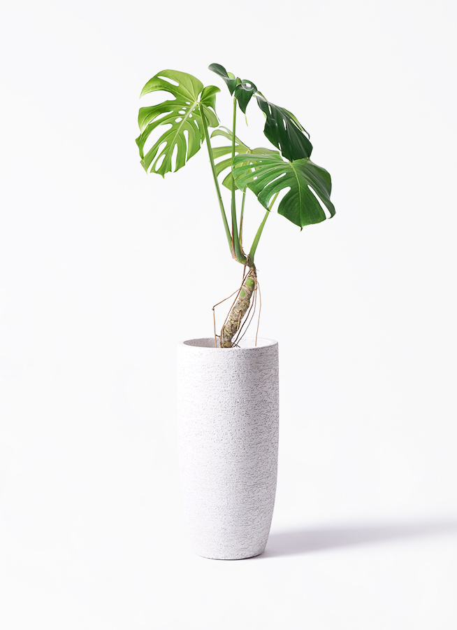 観葉植物 モンステラ 6号 根あがり ラウンド 付き | 観葉植物なら