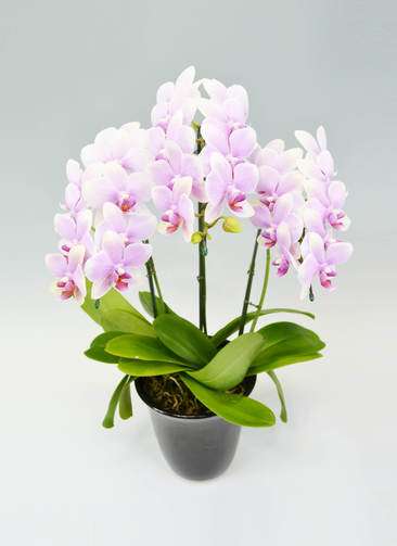 No. 176　ぽっぽちゃん 4点おまとめ ローズクォーツの四つ葉　蝶々③ BONUS対象 ビッグリップ胡蝶蘭スプリングフェアリー3本立ち（現在