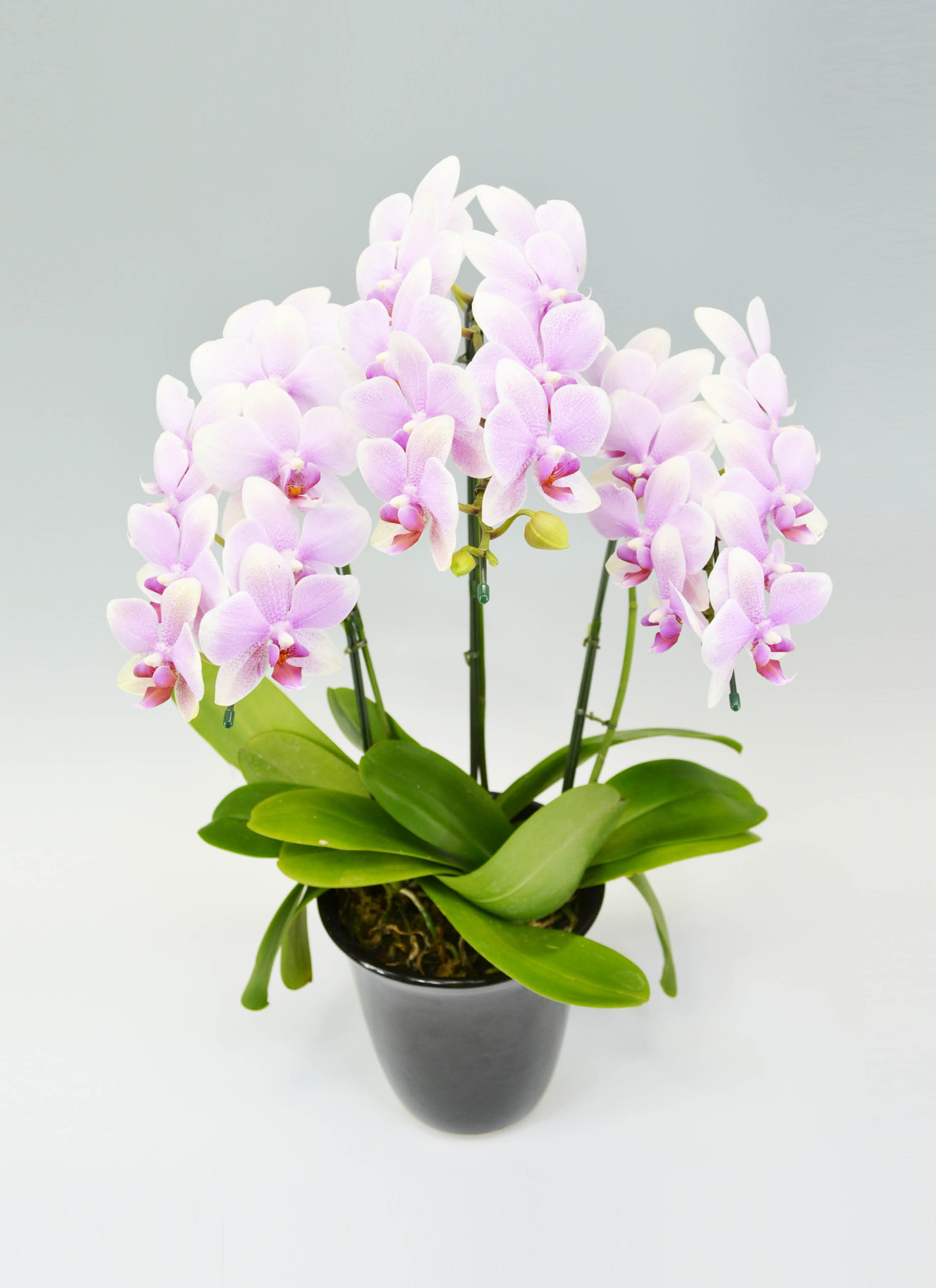 胡蝶蘭中大輪 ピンク おぼろづき 3本立ち | 胡蝶蘭ならHitoHana(ひとはな)