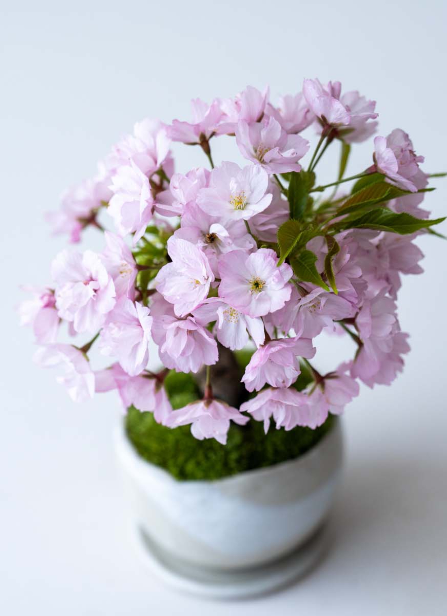 沖縄　花笠　 直径約40cm 三線花笠シーサー