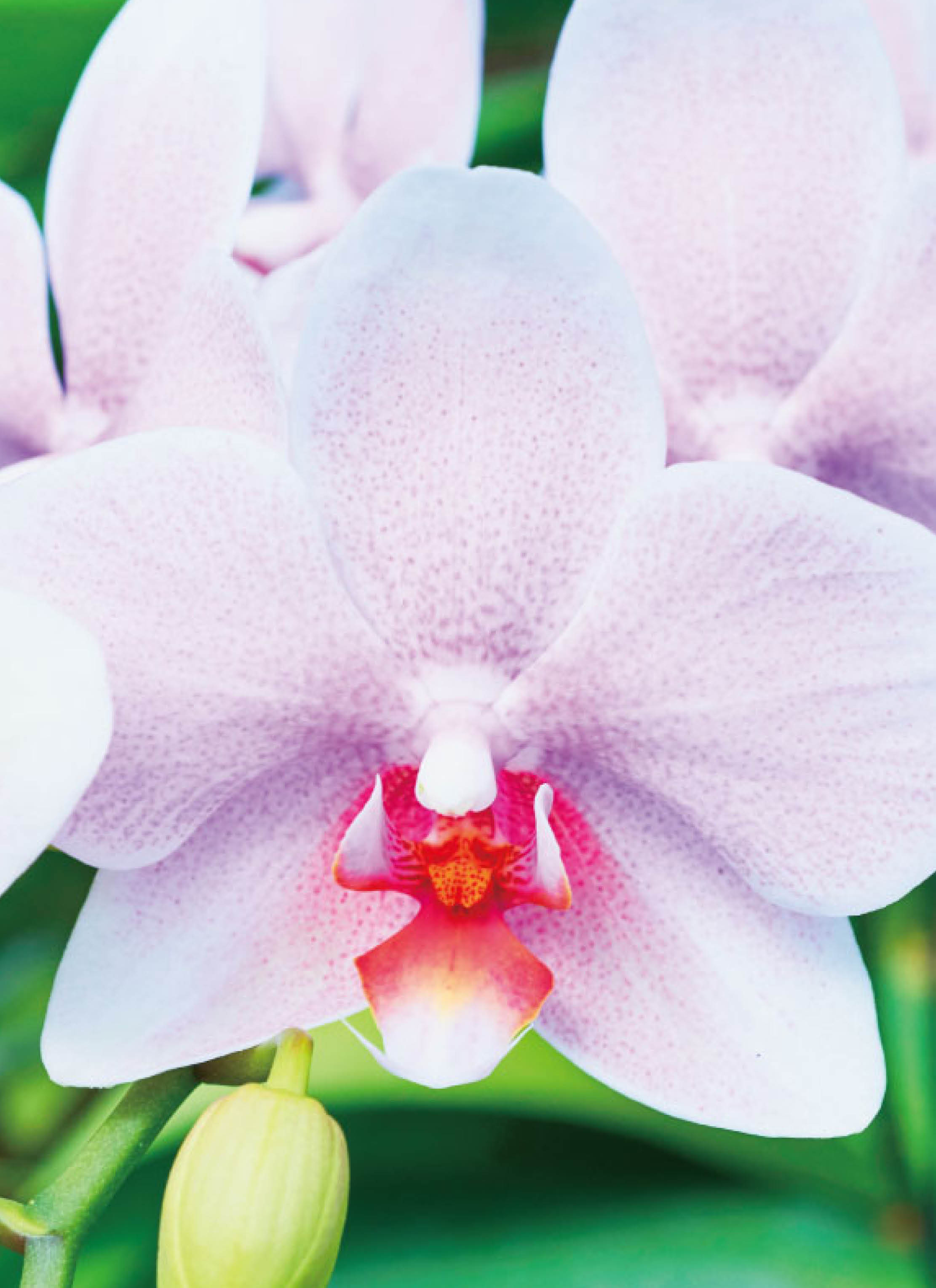 胡蝶蘭中大輪 ピンク おぼろづき 3本立ち | 胡蝶蘭ならHitoHana(ひとはな)