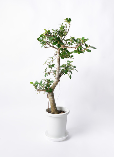 chinese-banyan-panda-249_0001.